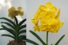 ВАНДА (VANDA Prapathom Gold xNopporn Gold) 